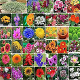 Flare Seeds India's Most Popular Flower Seeds- Pack of 40