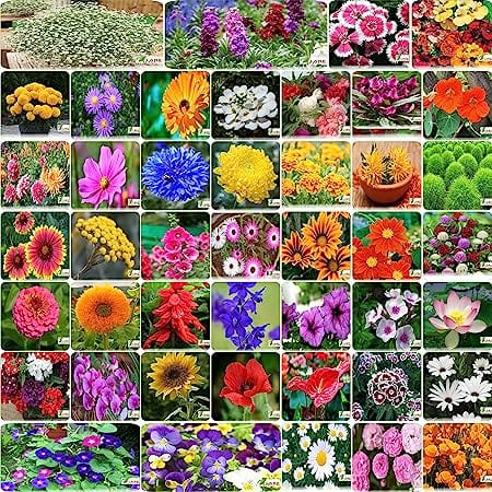 Flare Seeds India's Most Popular Flower Seeds - Pack of 45