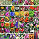 Flare Seeds India's Most Popular Garden Flower Seeds Pack of 50