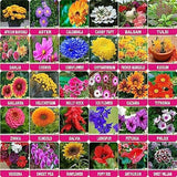 Flare Seeds Garden Flower Seeds- Pack of 30