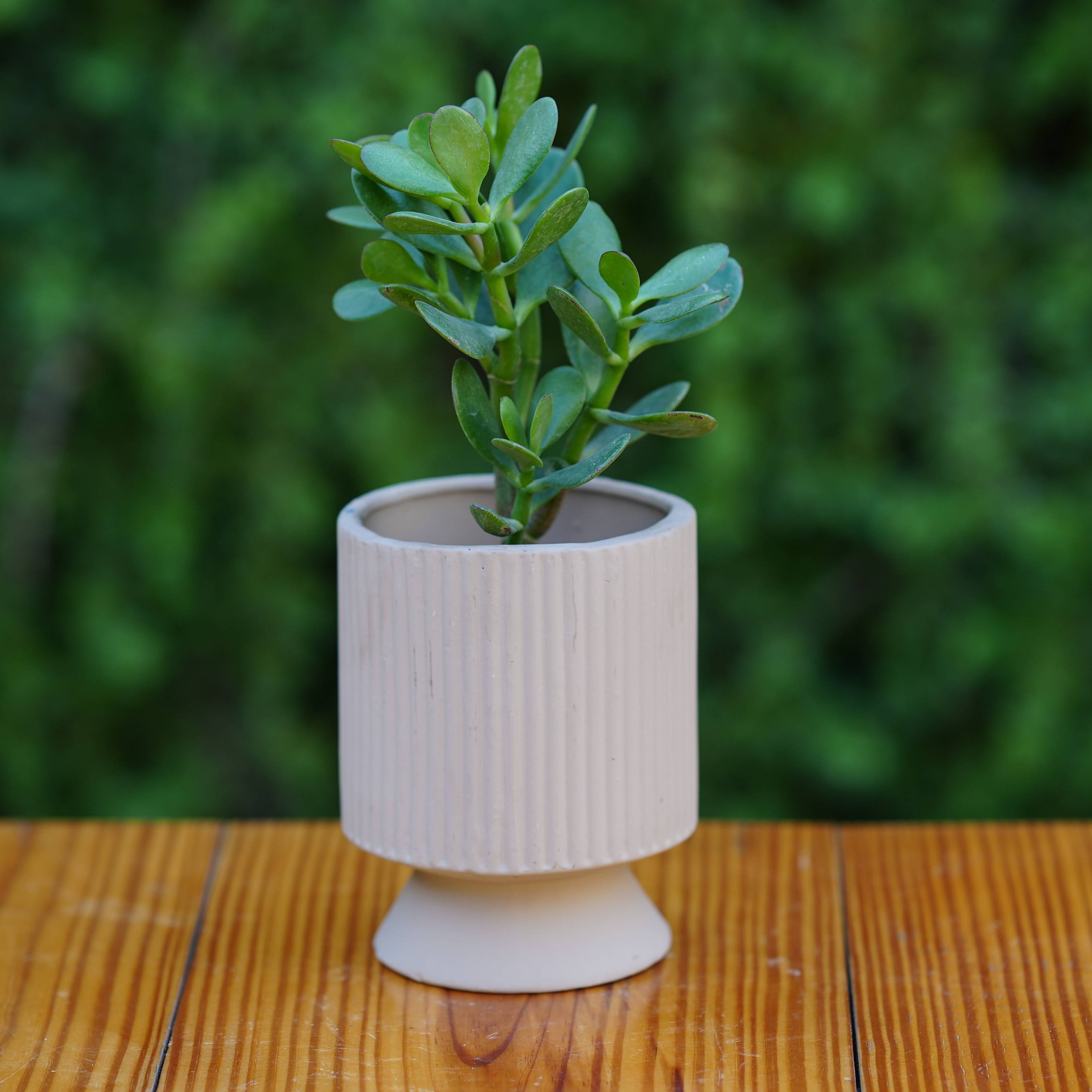 Ceramic Long Okhli Planter For Plants