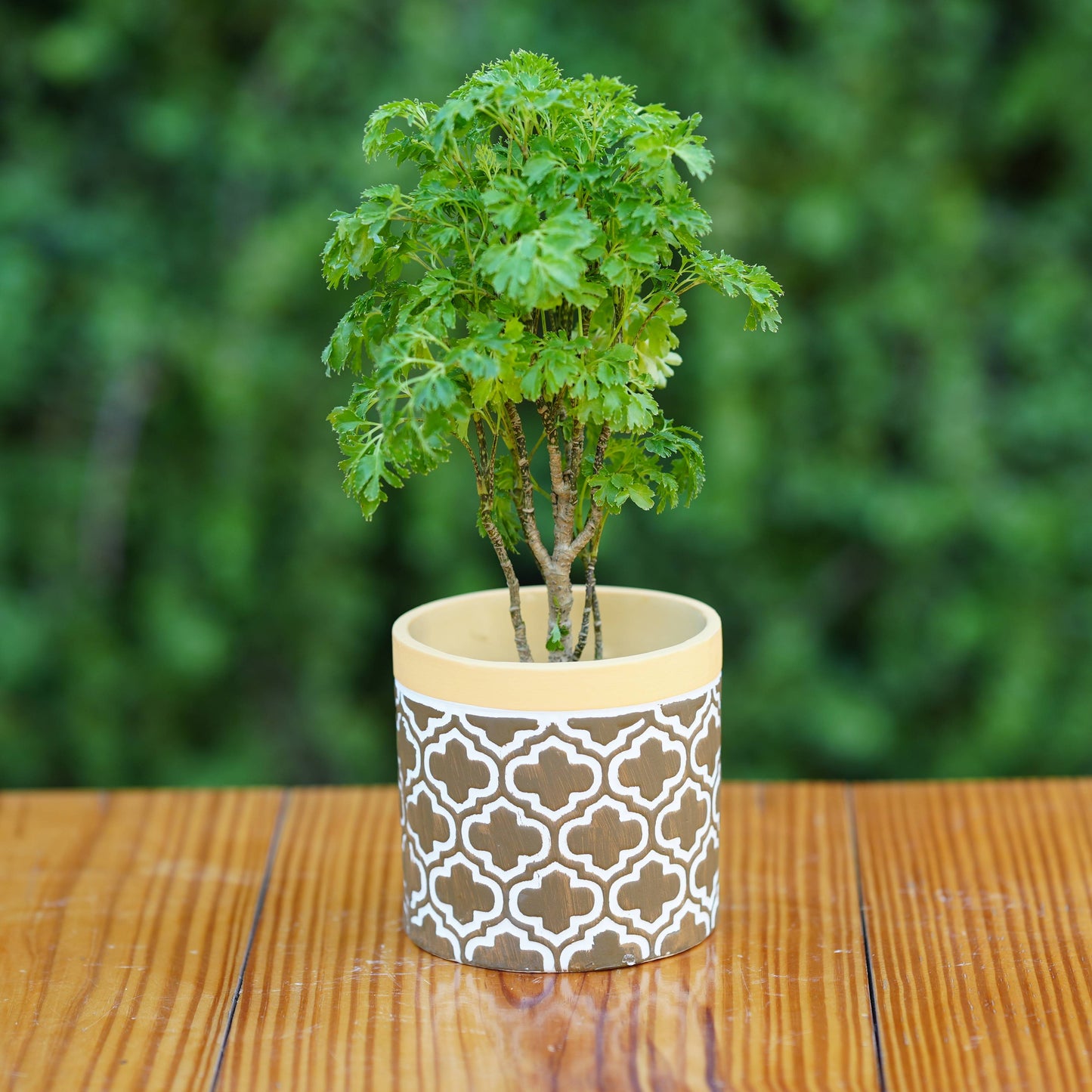 Ceramic Contemporary Wooden Accents Planter/ Pot For Plants