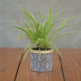 Ceramic Contemporary Wooden Accents Planter/ Pot For Plants