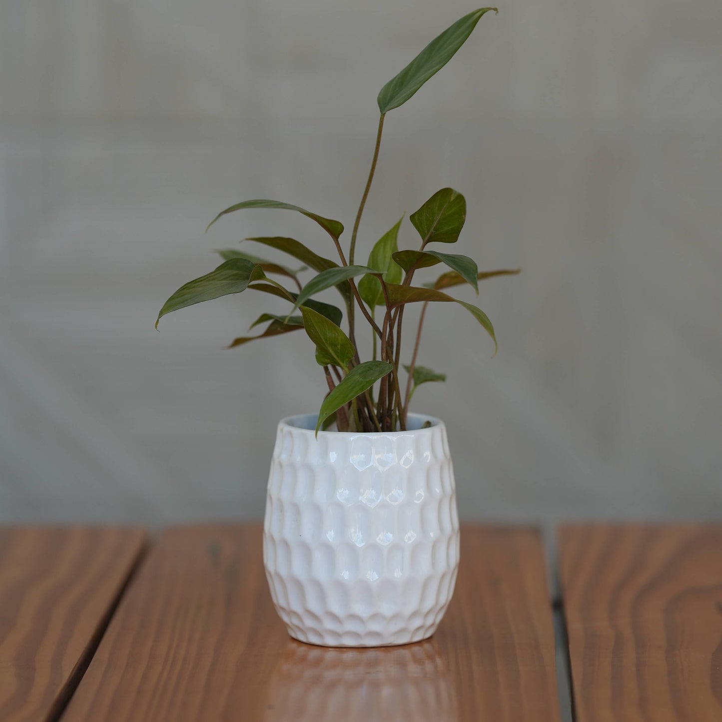 Elegant White Ceramic Planter with Honeycomb Texture