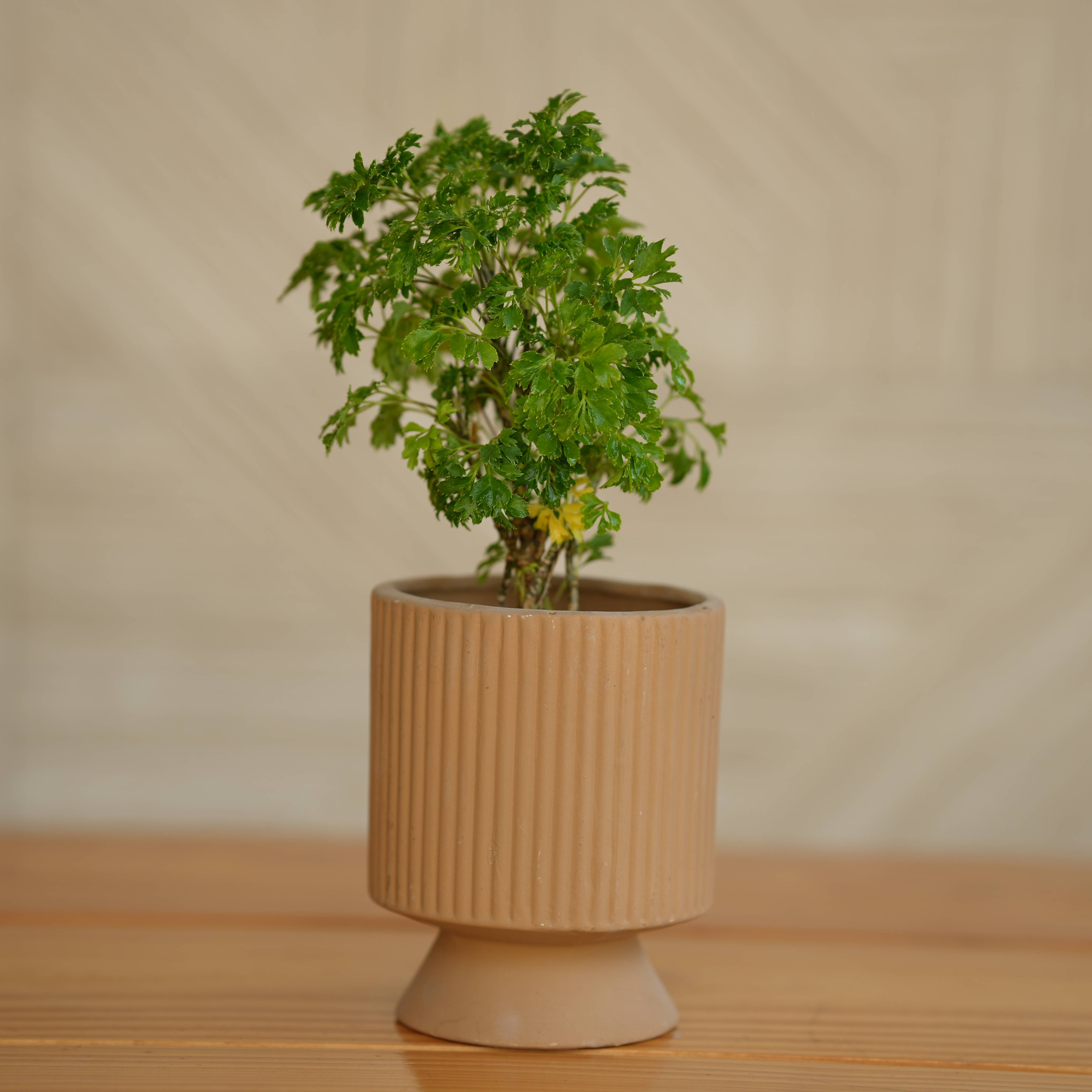 Ceramic Long Okhli Planter For Plants