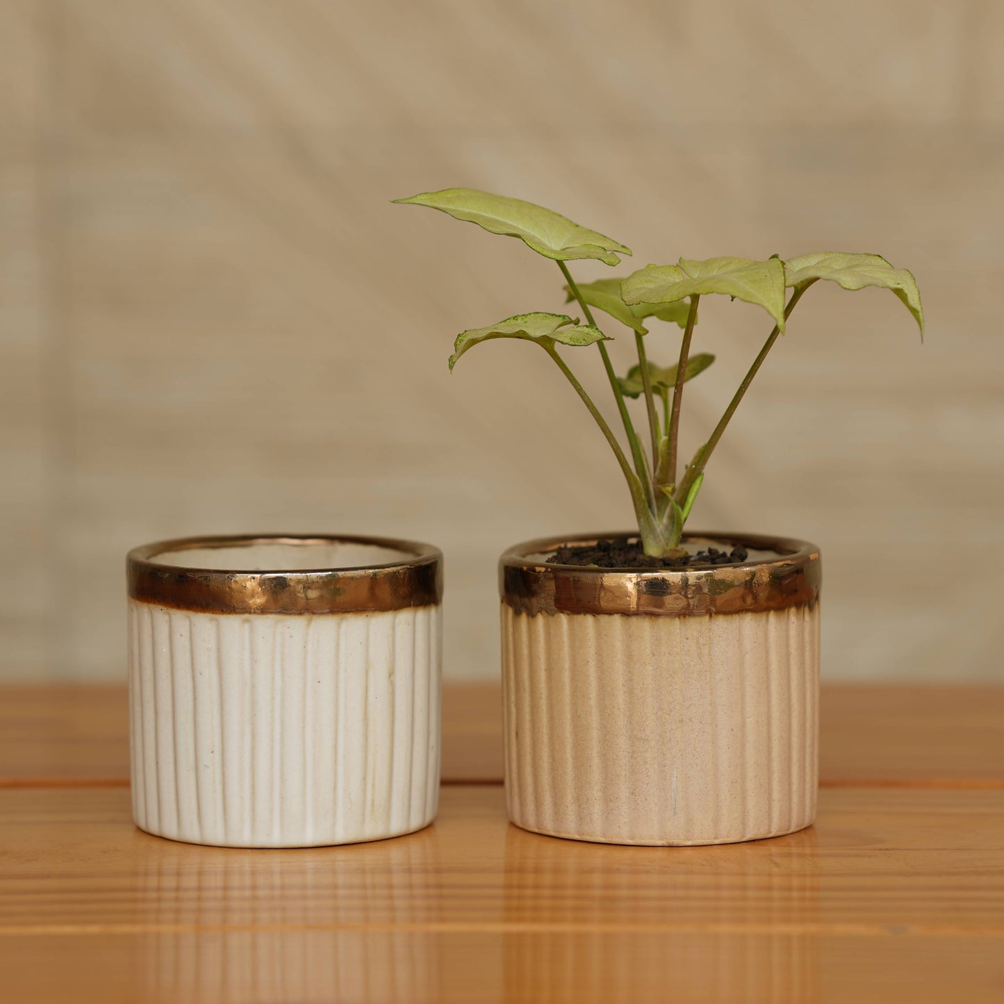 Luxury Gold-Rimmed Ceramic Planter