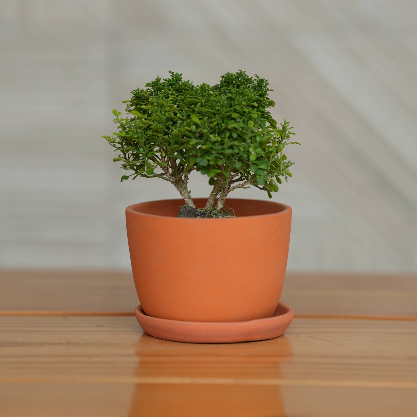 Ceramic Classic Terracotta Planter with Tray