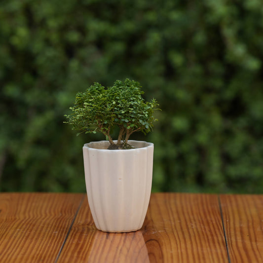 Minimalist White Ceramic Fluted Planter for Plants
