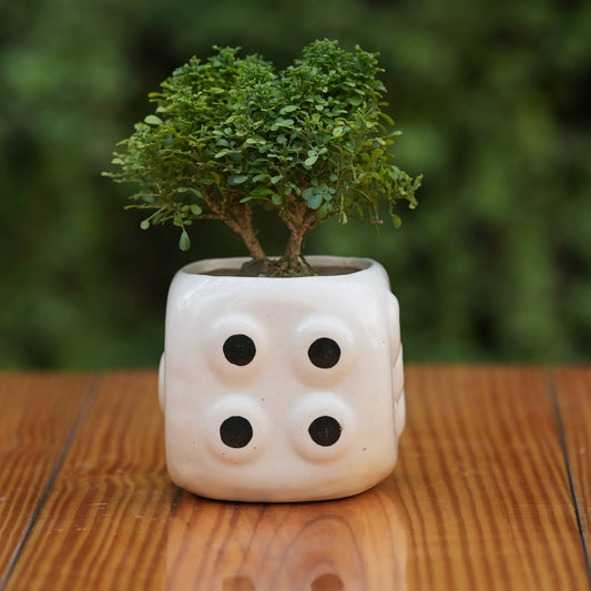 Dice-Themed Ceramic Planter/Pot for Plants