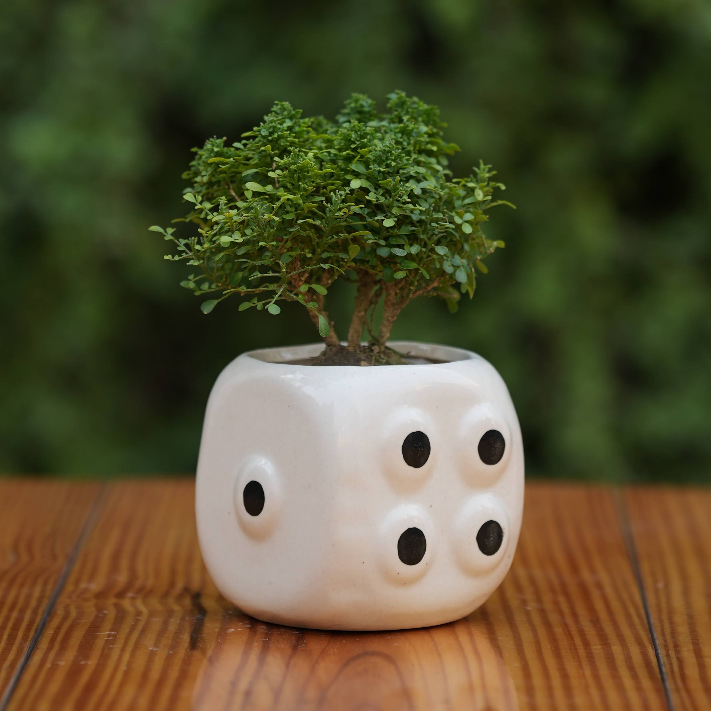 Dice-Themed Ceramic Planter/Pot for Plants