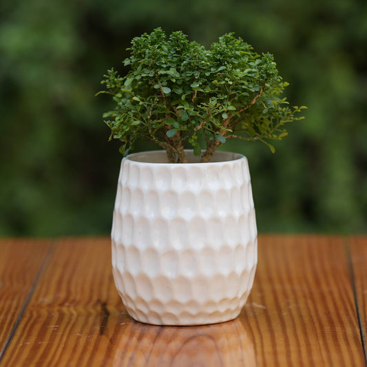 Elegant White Ceramic Planter with Honeycomb Texture