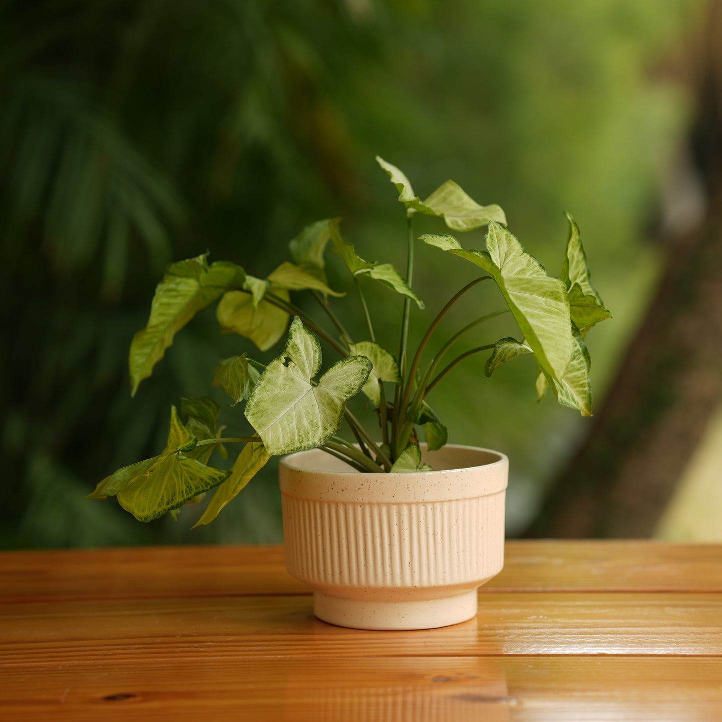 Handi Ribbed Ceramic Planter (Cream)