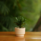 Handi Ribbed Ceramic Planter (Cream)