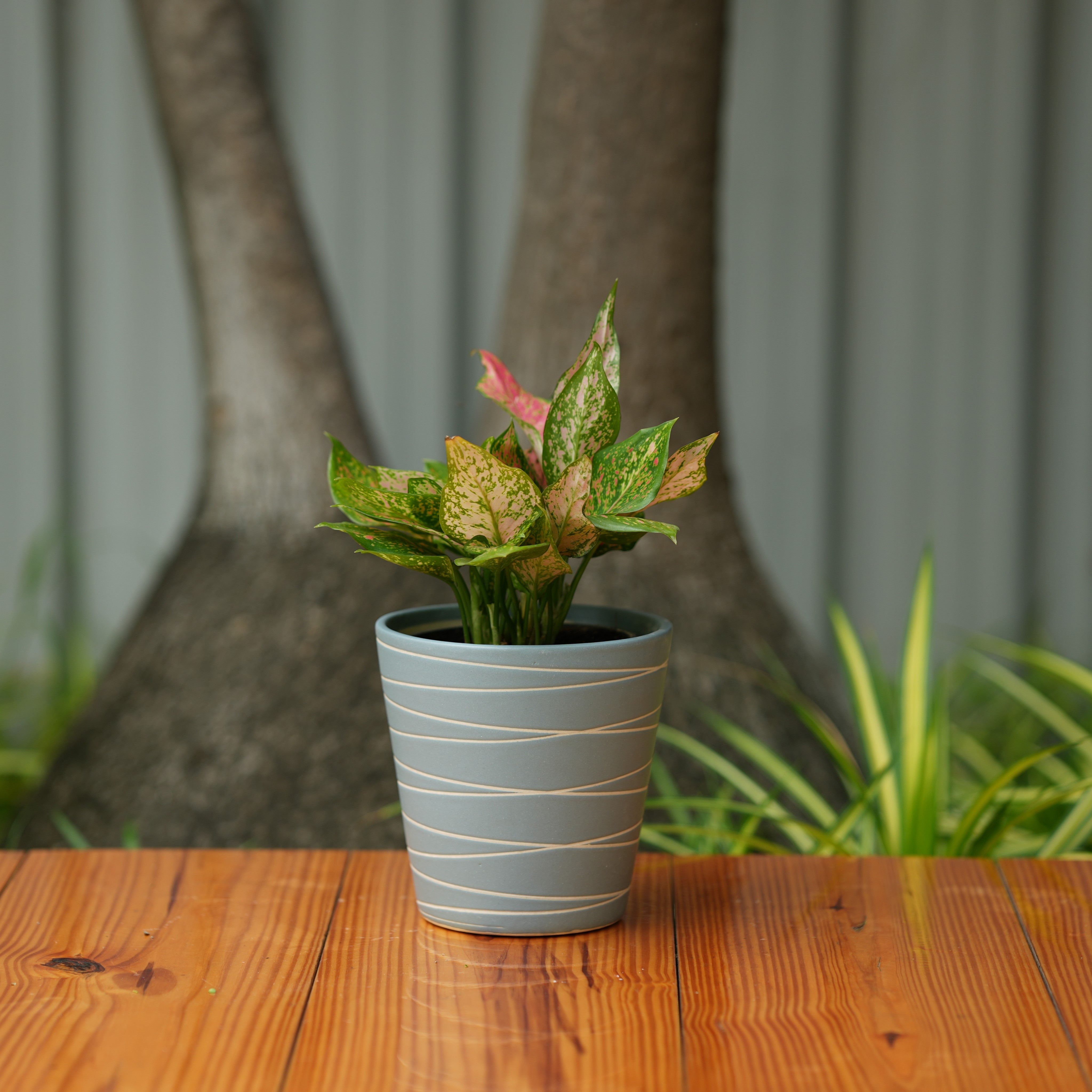 Cone Shape White Stripe Design Planter (Grey)