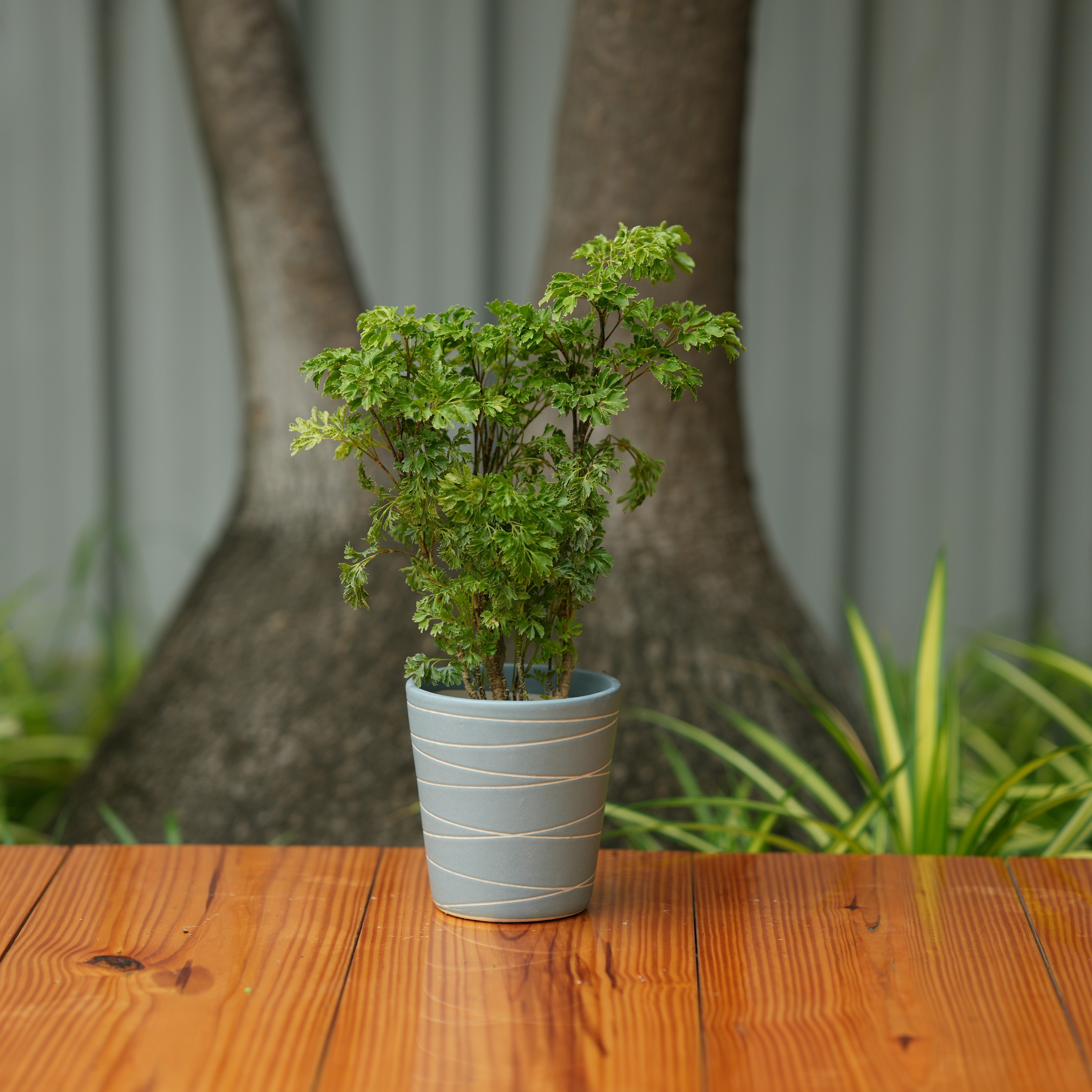 Cone Shape White Stripe Design Planter (Grey)