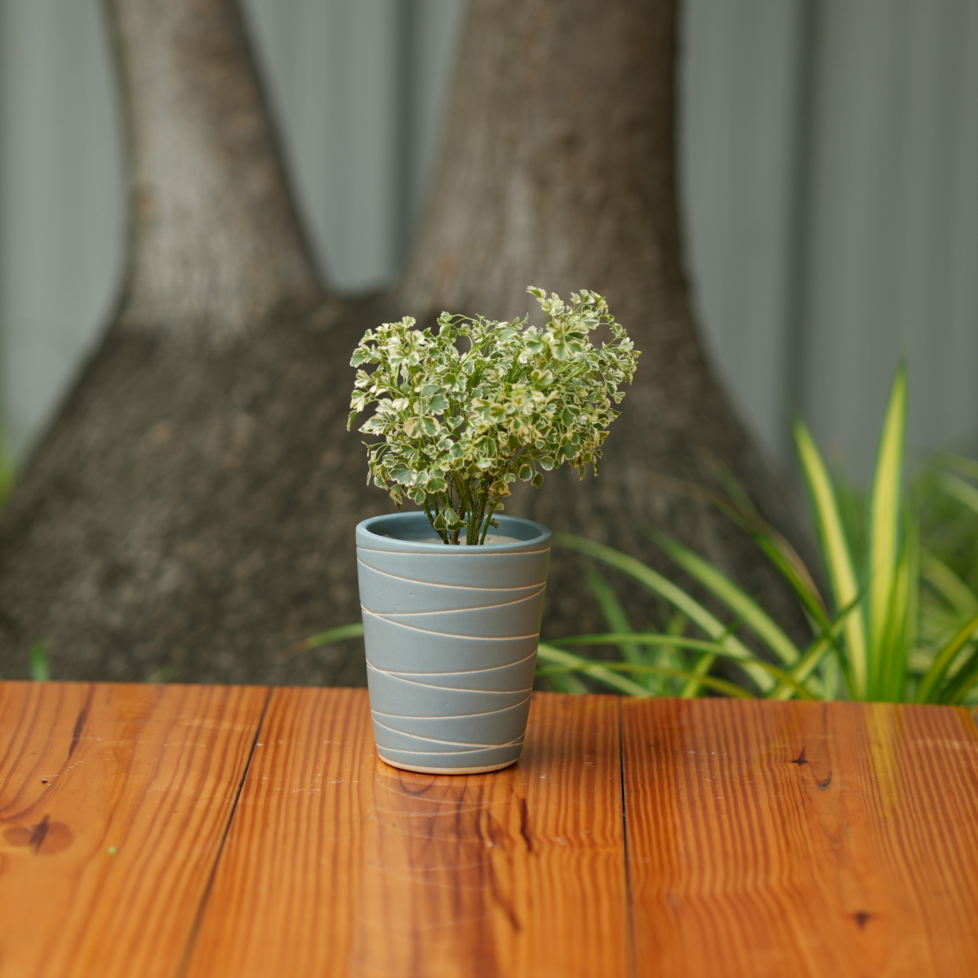 Cone Shape White Stripe Design Planter (Grey)