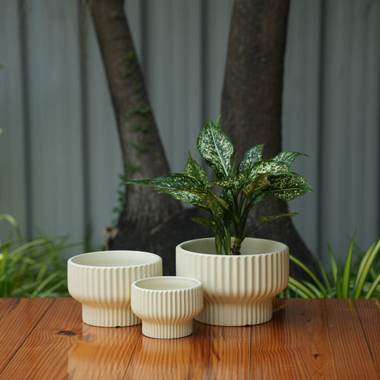 Round Shape Ribbed Cream Colour Ceramic Planter