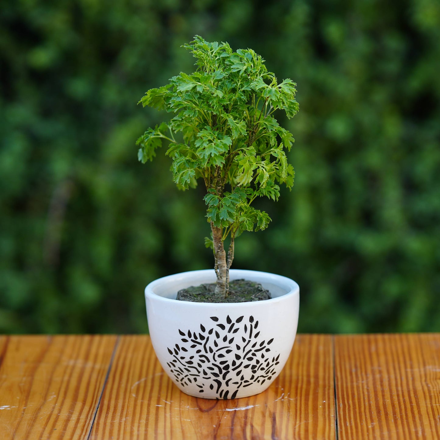 Tree Printed Ceramic Planter