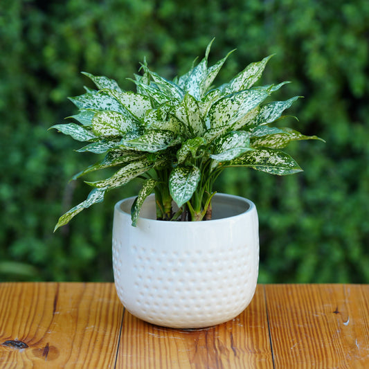 Classic White Ceramic Planter with Dimpled Texture