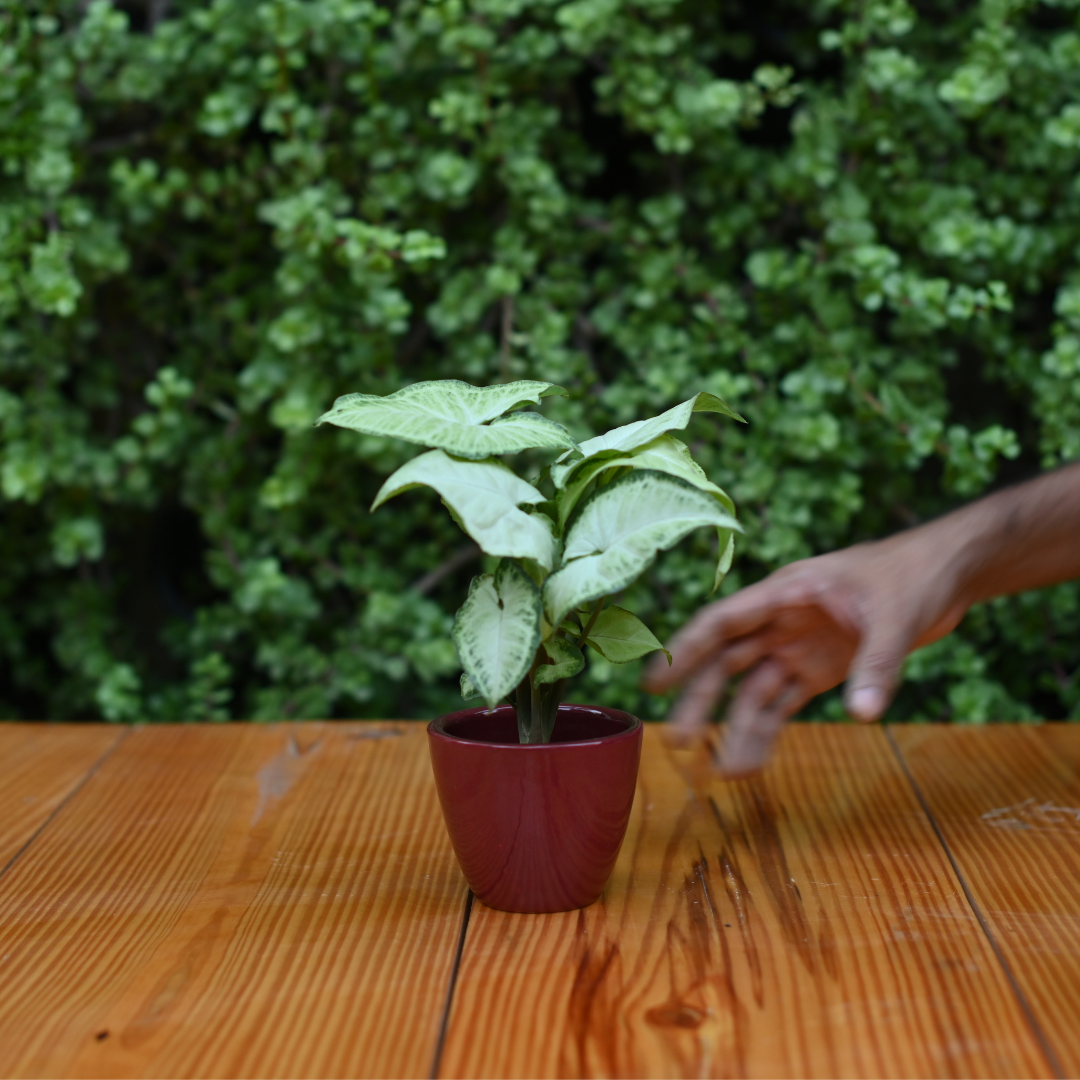 Mini Ceramic Kullad Pot For Home Décor