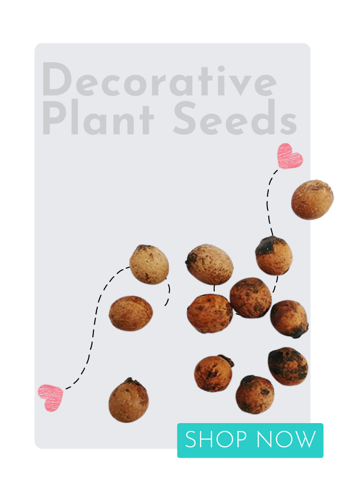 Decorative Plant Seeds