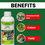 Katyayani CPPU (Forchlorfenuron) 0.1% L | Plant Growth Regulator for Enhanced Crop Development
