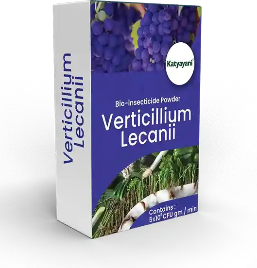 Verticillium Lecanii Bio Insecticide Powder