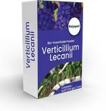 Verticillium Lecanii Bio Insecticide Powder