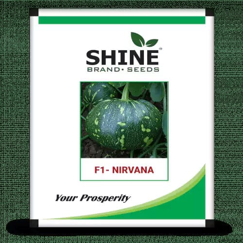 Shine Brand Seeds Nirvana F1 Pumpkin/ Kaddu Seeds
