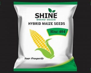 Shine Brans Seeds Maize Rise 404 Hybrid Seeds- 4Kg