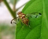Green Revolution Pheromone Trap With Melon Fruit Fly Pheromone Lure (Yellow)
