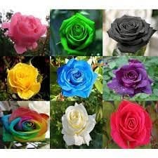 RPG Mixed Variety Climbing Rose Seeds (20 Seeds) - Variety: ROSE114