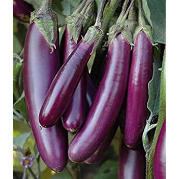 Aero Seeds Long Purple Brinjal Seeds (50 Seeds)