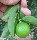 RPG Dwarf Key Lime Citrus Aurantifolia Miniature Tree (10 Seeds)