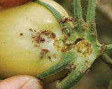 Green Revolution Pheromone Lure For Tomato Leaf Miner (Tuta Absoluta)