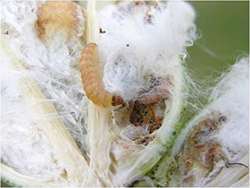 Green Revolution Bollworm Pheromone Lure