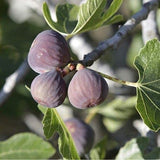 RPG Dwarf Fig Tree Ficus Carica 'Rouge de Bordeaux' Seeds (30 Seeds)