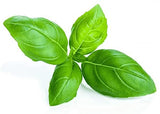 Pindfresh Basil Green Seeds (1000 seeds)