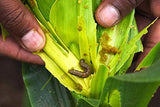Green Revolution Spodoptera Frugiperda Pheromone Lure