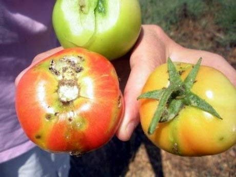 Green Revolution Pheromone Lure For Tomato Leaf Miner With Water Trap (Tuta Absoluta)