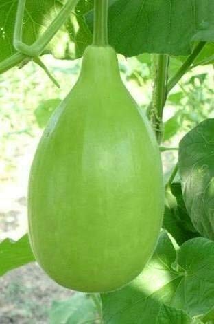 Aero Seeds Lattu Bottle Gourd Seeds (30 Seeds)