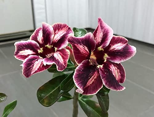 RPG Desert Rose Adenium 10 Seeds Pack - Variety: ADM9