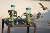Amijivdaya Bird Feeder With Handle (Large)