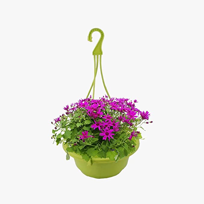 VGreen Garden Multicolored Hanging Planter Set of 6