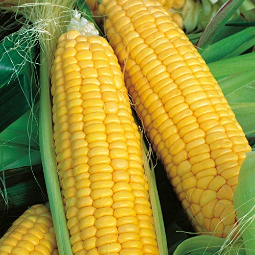 Shine Brand Seeds Shine 60 Hybrid Baby Corn/ Maize Seeds (500 Grams)