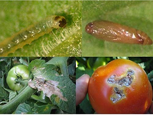 Green Revolution Pheromone Lure For Tomato Leaf Miner With Water Trap (Tuta Absoluta)