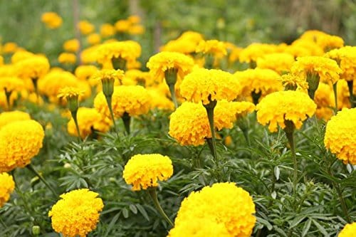 Aero Seeds French Marigold Flower Seeds (100 Seeds Per Packet)