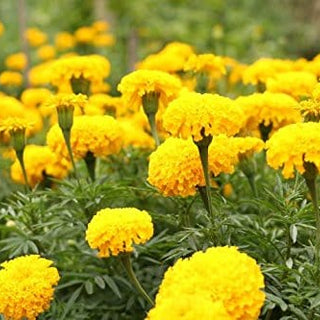 French Marigold Flower Seeds (100 Seeds Per Packet)