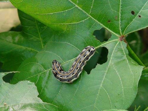 Green Revolution Pheromone Lure For Tobacco Caterpillar (Spodoptera Litura)