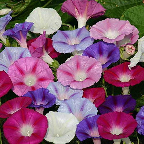 Aero Seeds Glory Mix Flower Seeds (50 Seeds)